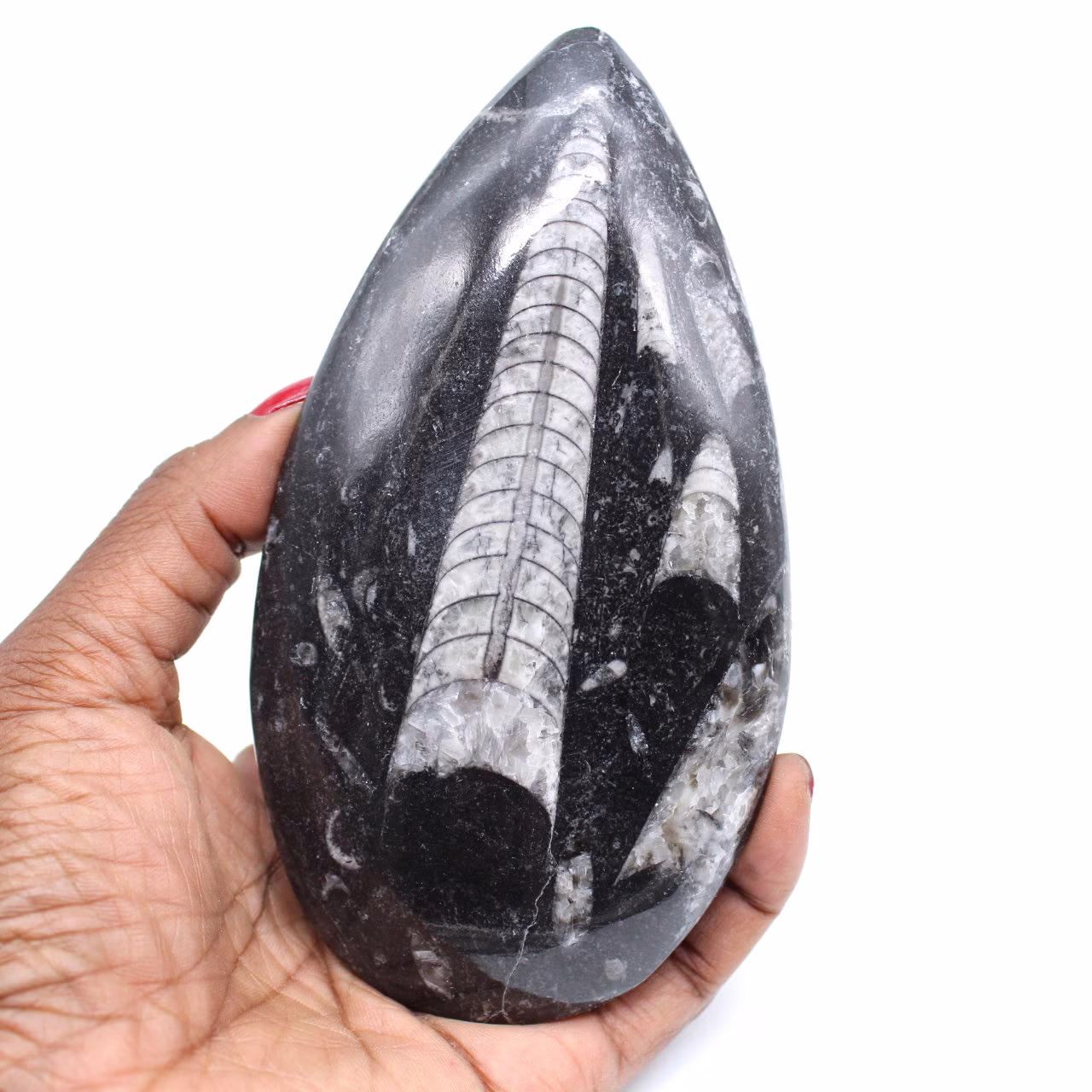 Natürliche fossile orthoceras