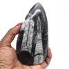 Fossil von orthoceras aus marokko - 0