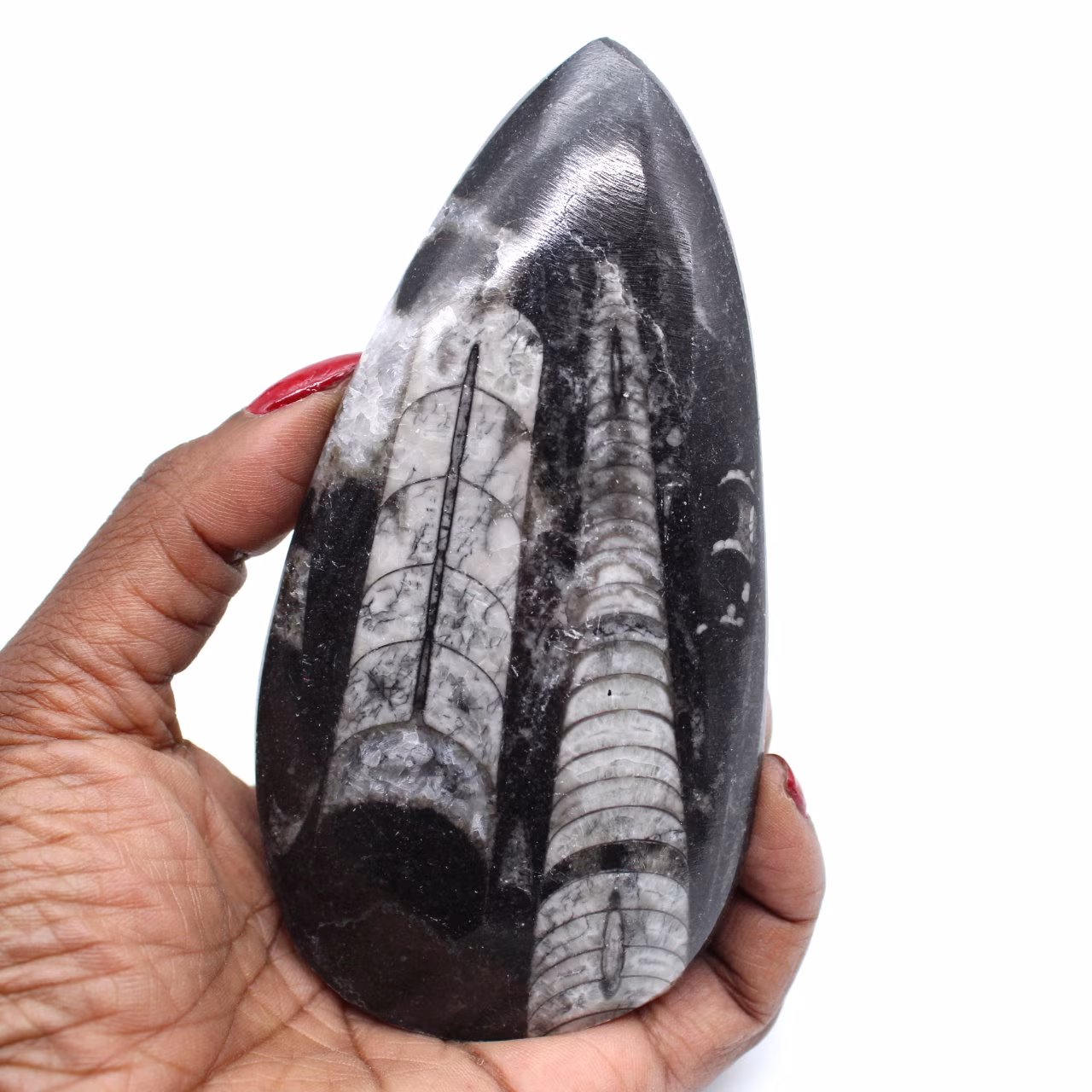 Fossil von orthoceras aus marokko
