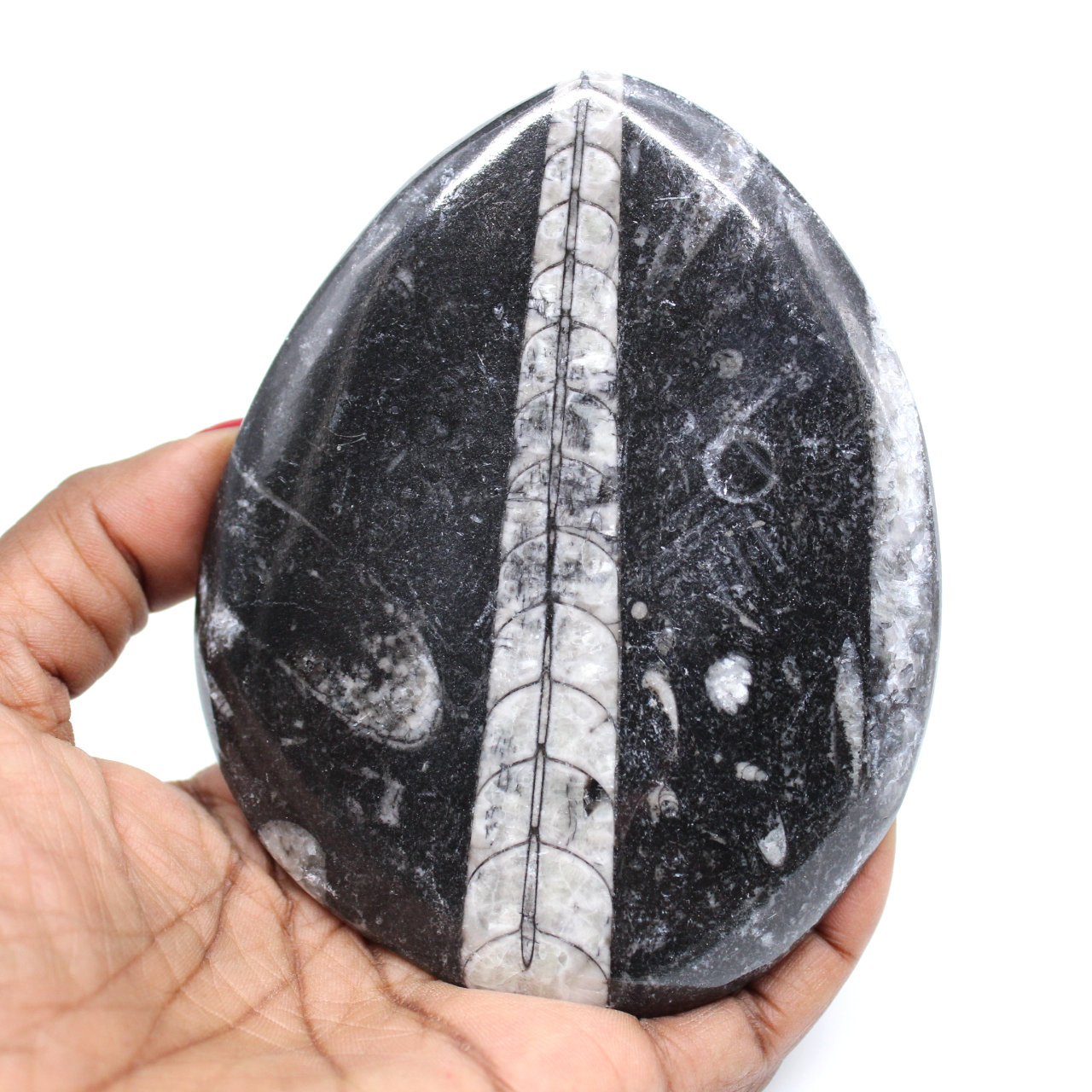 Polierte fossile orthoceras