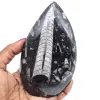 Poliertes orthoceras-fossil - 0