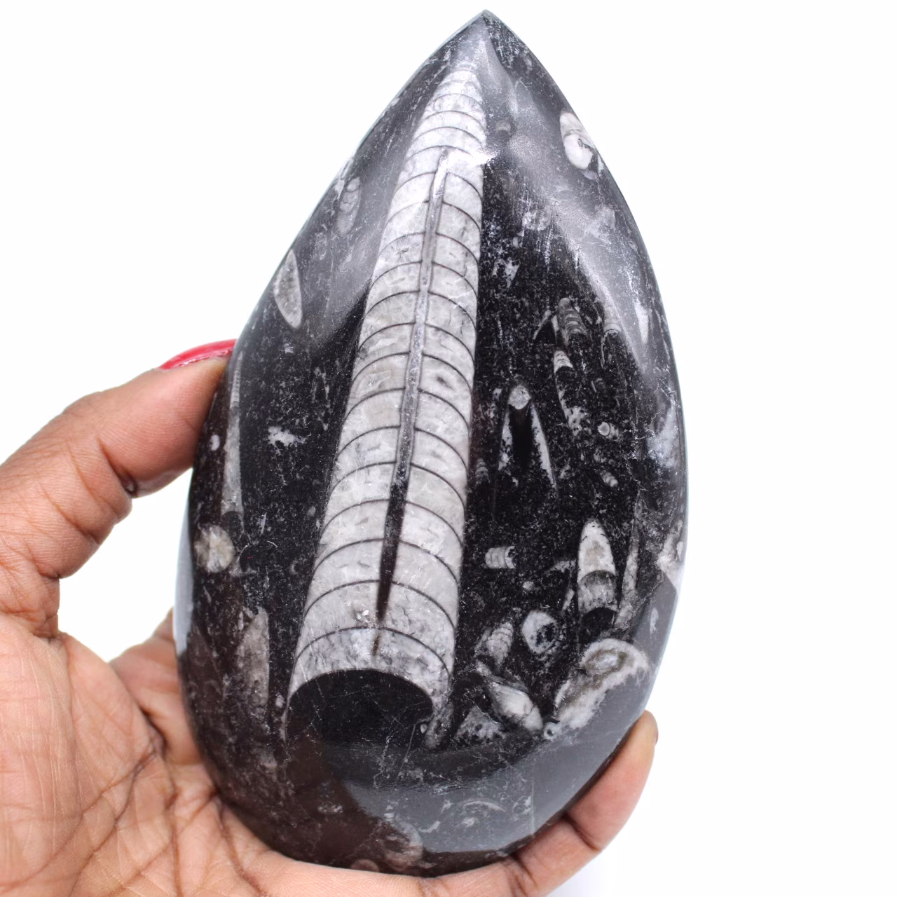 Poliertes orthoceras-fossil