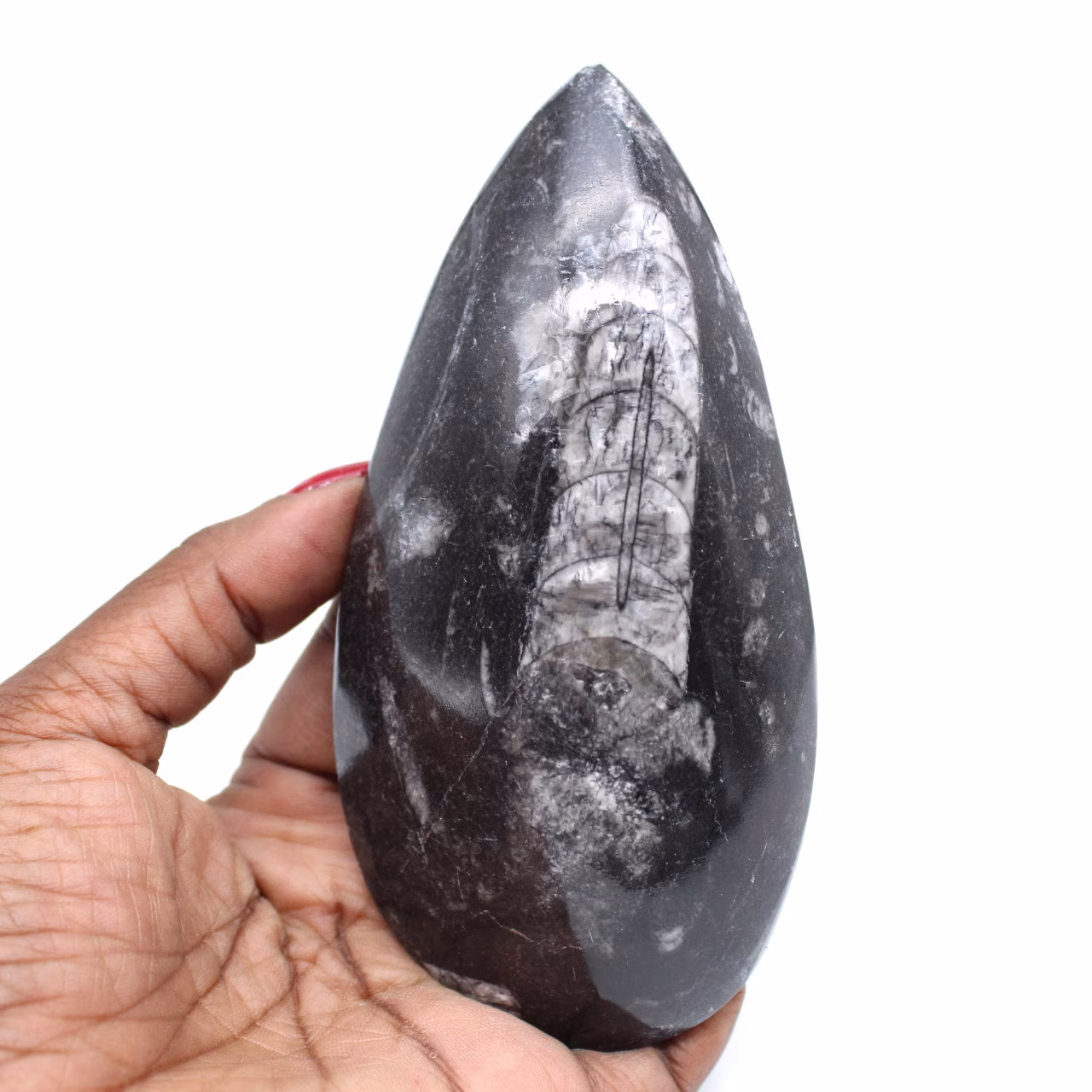 Fossile orthoceras