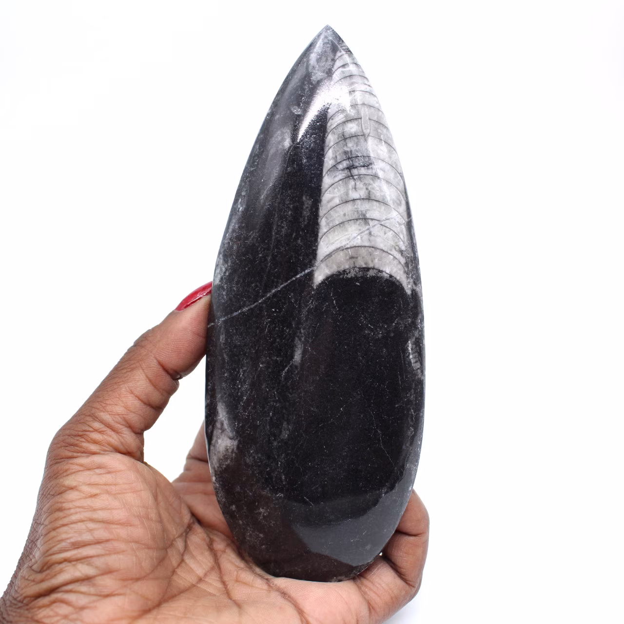 Polierte fossile orthoceras