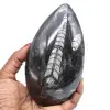 Natürliche fossile orthoceras - 0