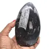 Polierte orthoceras - 0