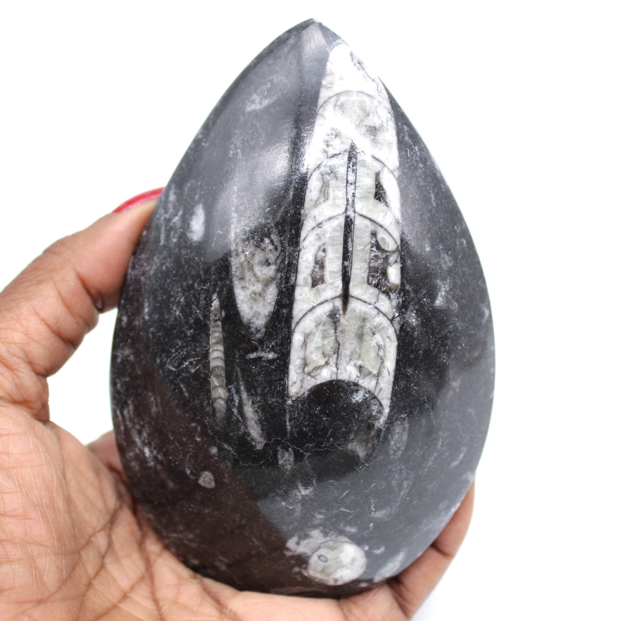 Versteinerte orthoceras