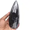 Natürliches orthoceras-fossil - 0