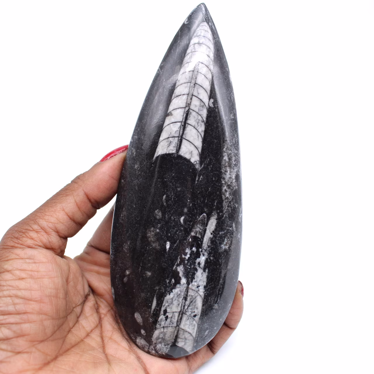 Natürliches orthoceras-fossil