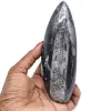Poliertes orthocera-fossil - 0