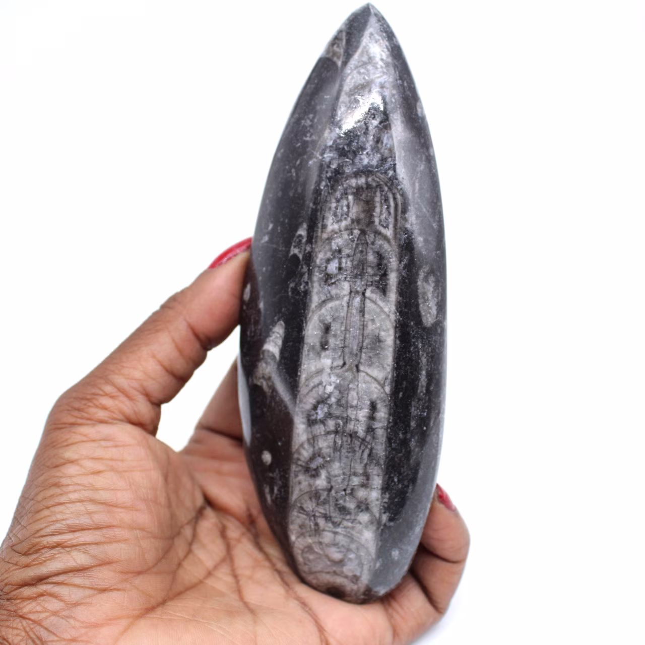 Poliertes orthocera-fossil