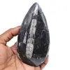 Polierte fossile orthoceras - 0