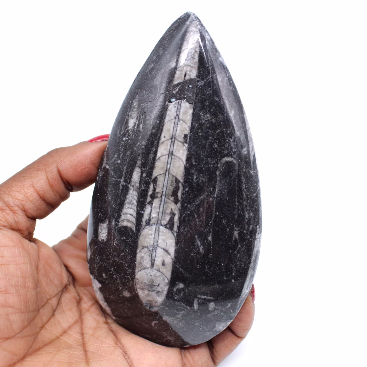 Polierte fossile orthoceras