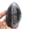 Polierte orthoceras aus marokko - 0