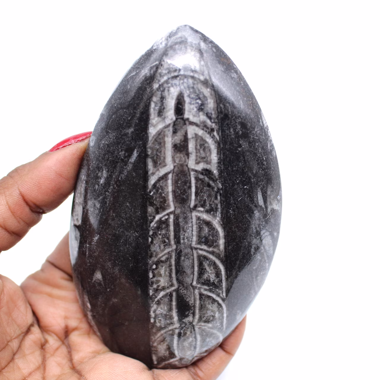 Polierte orthoceras aus marokko