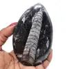 Natürliche orthoceras - 0