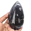 Polierte orthoceras - 0