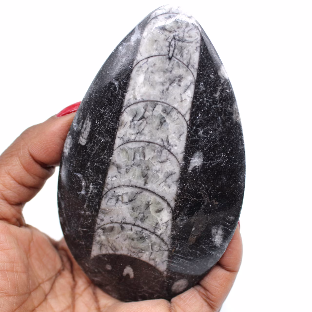 Versteinerte orthoceras