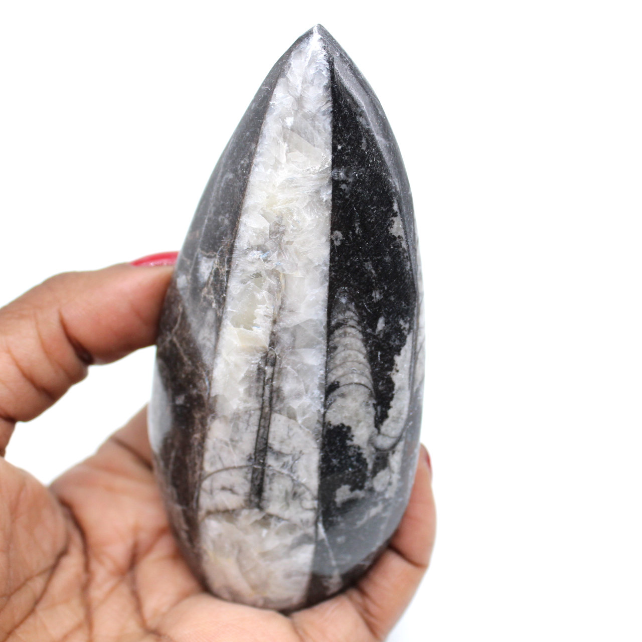 Fossil von orthoceras aus marokko