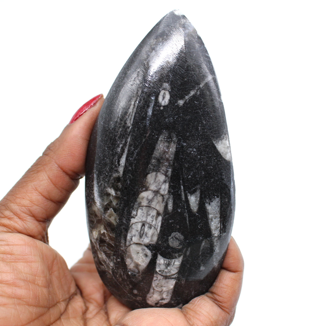 Poliertes orthoceras-fossil