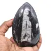 Polierte orthoceras aus marokko - 0