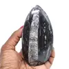 Natürliche fossile orthoceras - 0