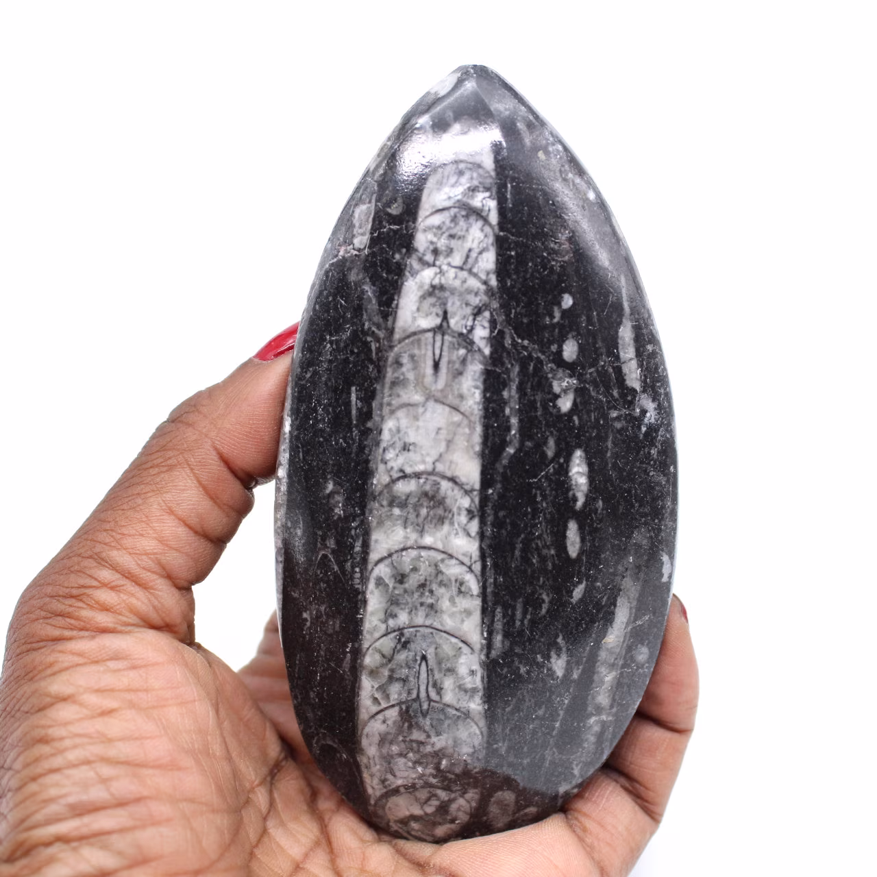 Natürliche fossile orthoceras