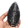 Orthocera-fossil - 0
