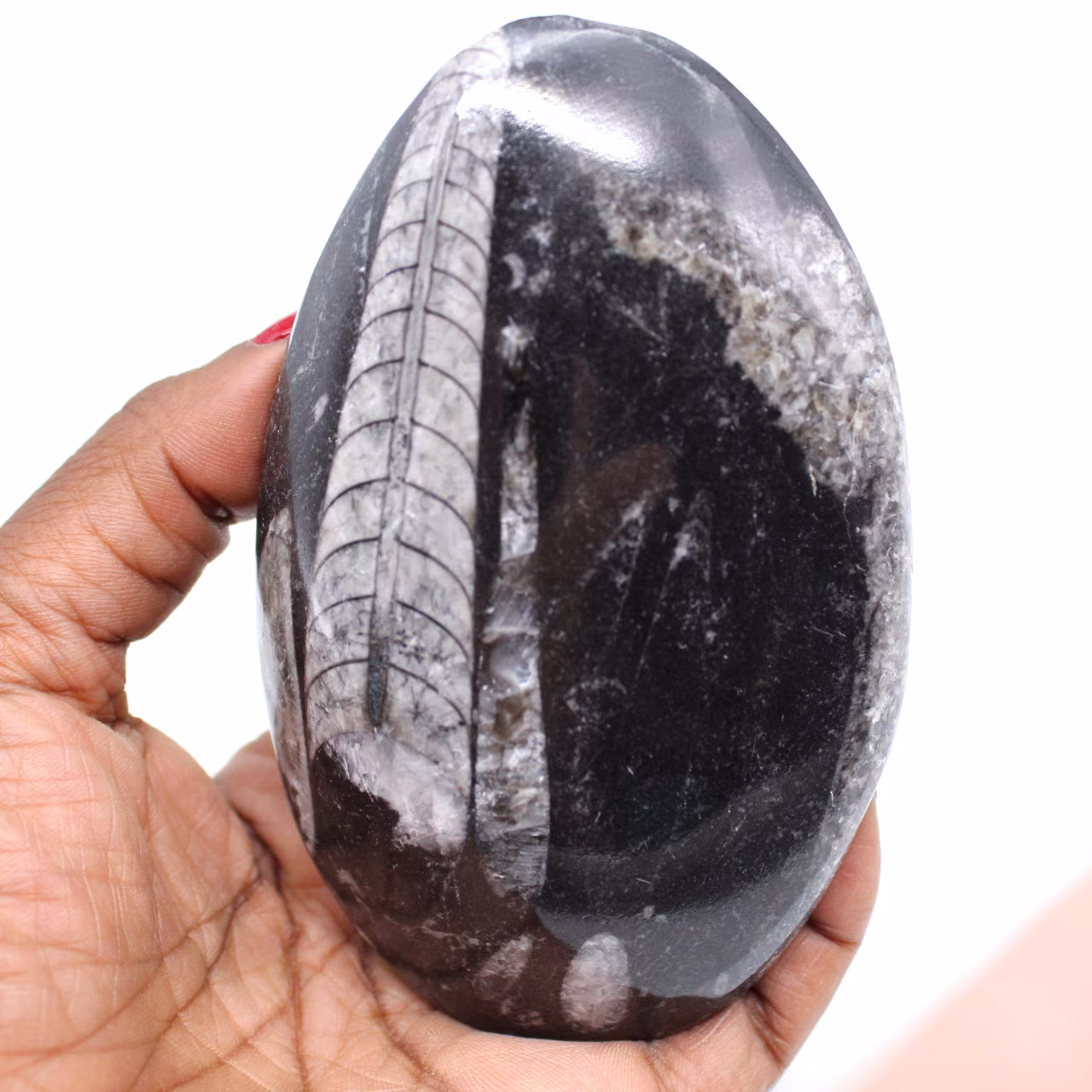 Natürliches orthoceras-fossil