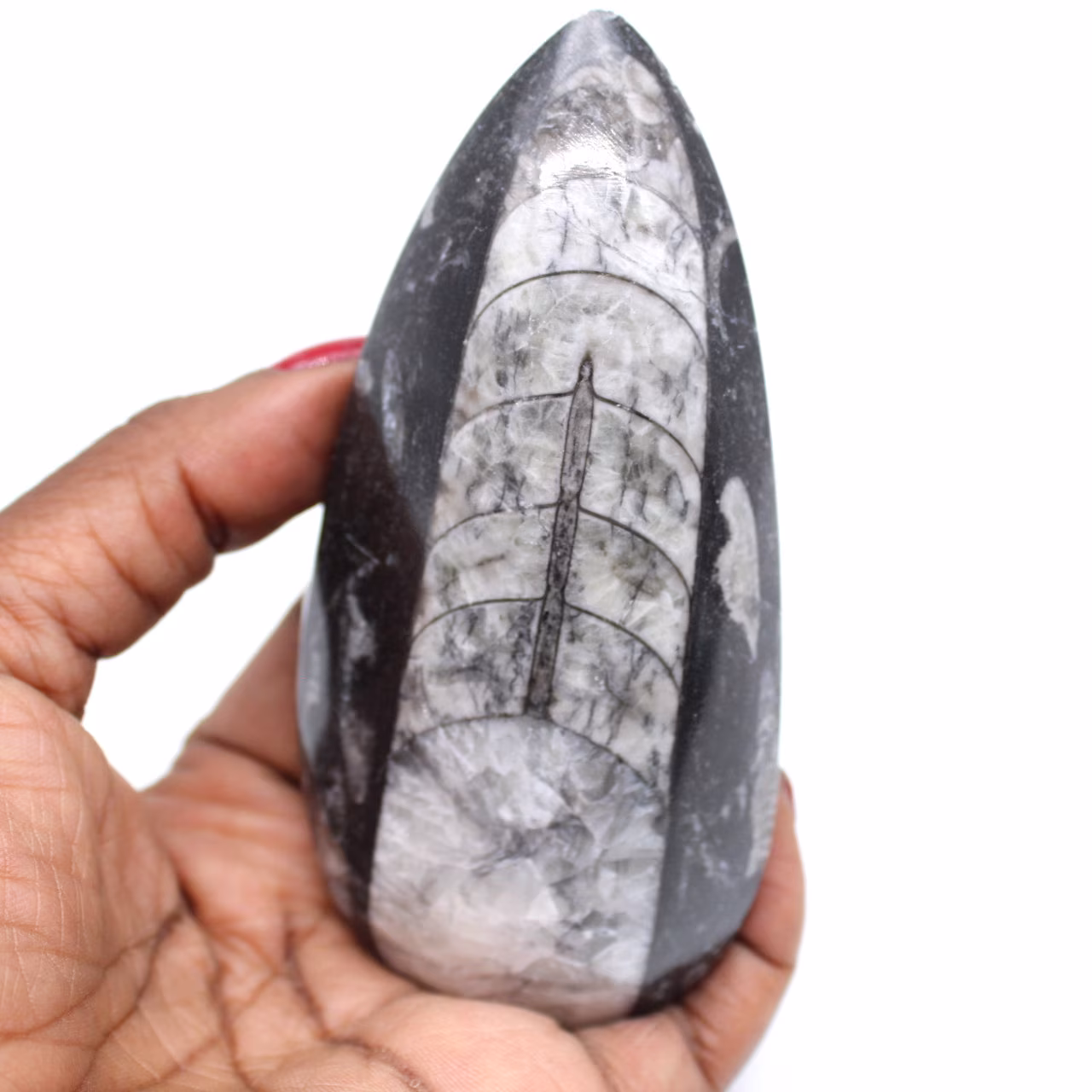 Natürliche fossile orthoceras