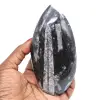 Orthoceras marokko - 0