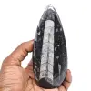 Polierte orthoceras - 0