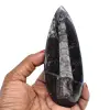Versteinerte orthoceras - 0