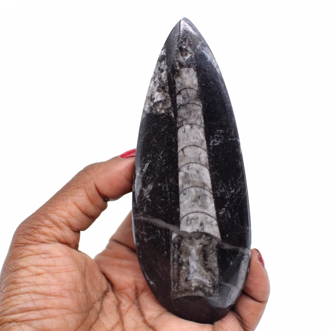 Versteinerte orthoceras