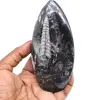 Natürliches orthoceras-fossil - 0