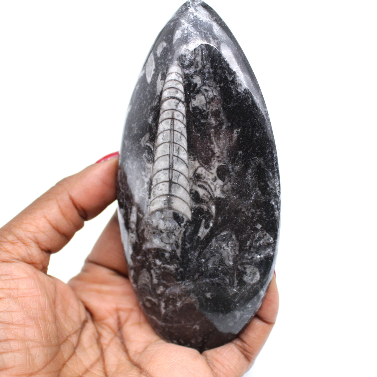 Natürliches orthoceras-fossil