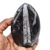 Polierte orthoceras aus marokko - 0