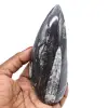 Polierte orthoceras - 0