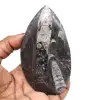 Versteinerte orthoceras - 0