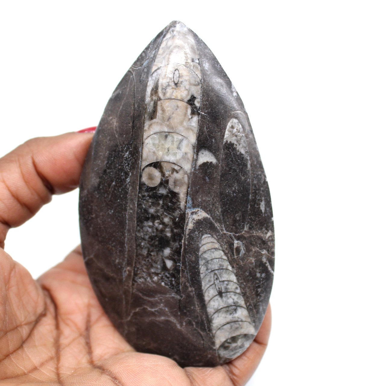 Versteinerte orthoceras