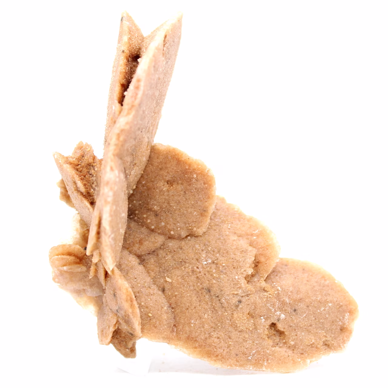 Rohe natürliche Sandrose