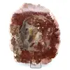 Natürliches versteinertes Holz - 0