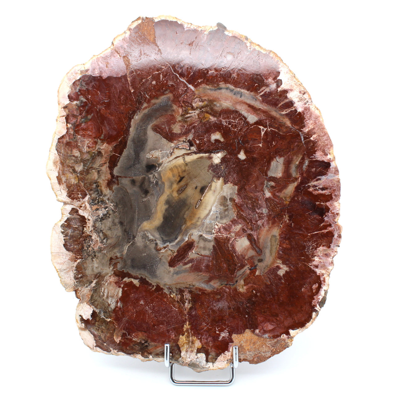 Natürliches versteinertes Holz