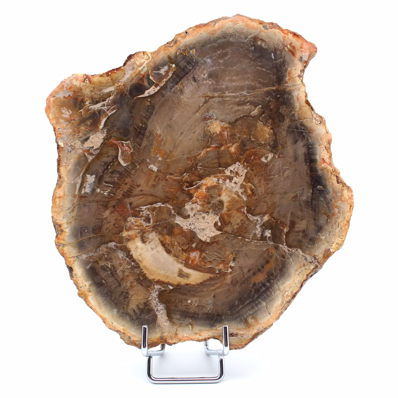 Natürliches versteinertes Holz