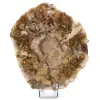 Versteinertes Holz aus Madagaskar - 0