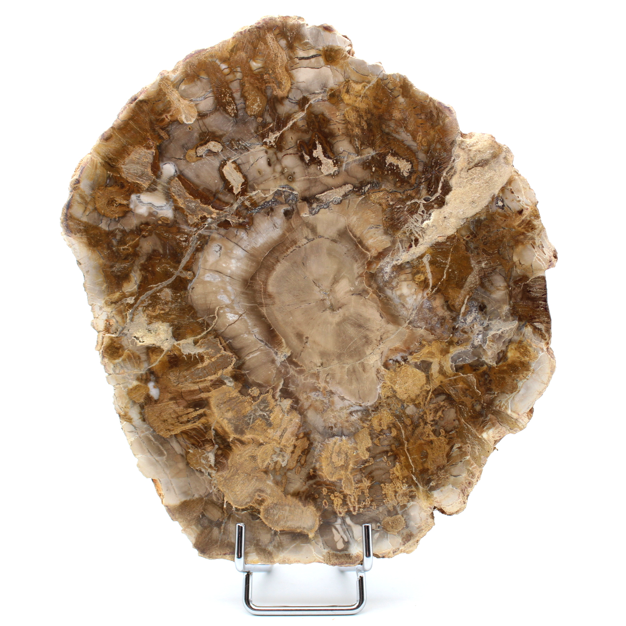 Versteinertes Holz aus Madagaskar