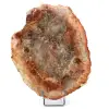 Scheibe aus versteinertem Holz aus Madagaskar - 0