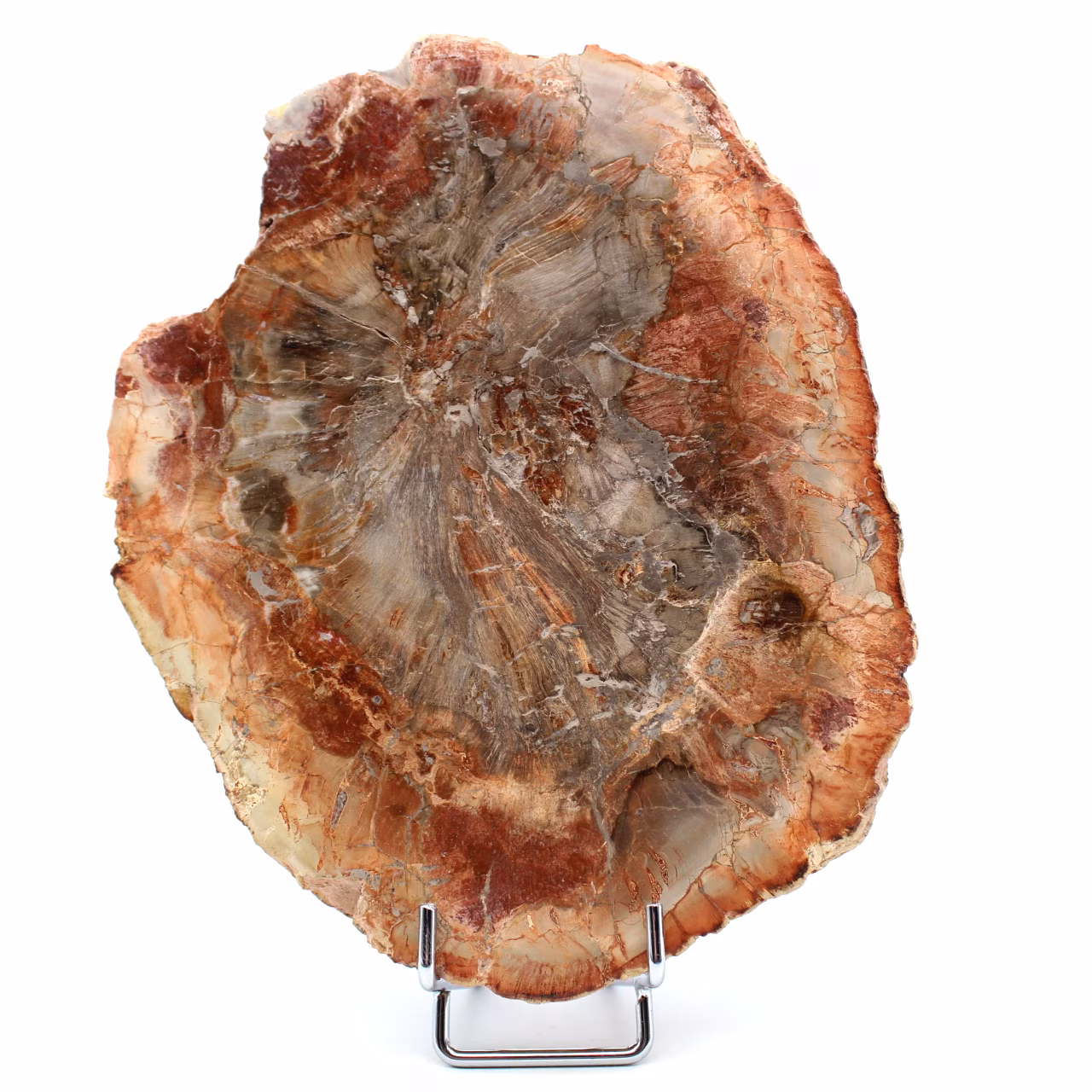 Scheibe aus versteinertem Holz aus Madagaskar