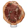 Scheibe aus verkieseltem Holz aus Madagaskar - 0