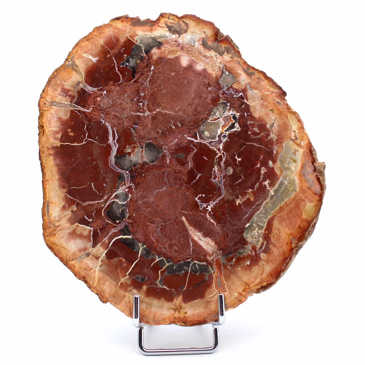 Scheibe aus verkieseltem Holz aus Madagaskar
